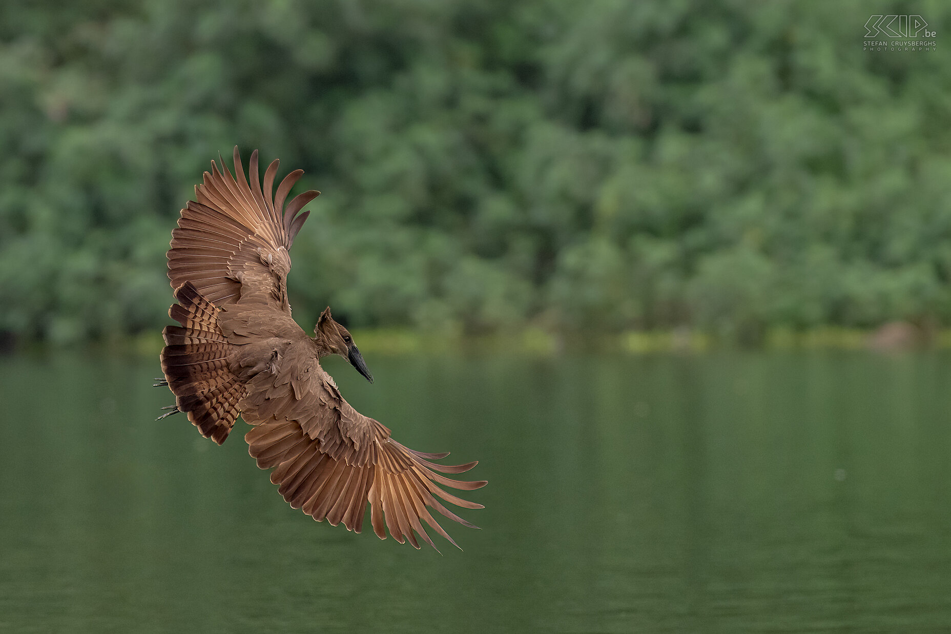 Lake Naivasha - Hamerkop The hamerkop  is a common medium-sized brown African water bird. They have a characteristic head that resembles a hammer when the bird extends its neck. The hamerkop is best known for its gigantic nests that can grow up to 1.5 meters in size. We saw the hamerkop quite regularly around Lake Naivasha in Kenya and it is also a beautiful bird in flight. Stefan Cruysberghs